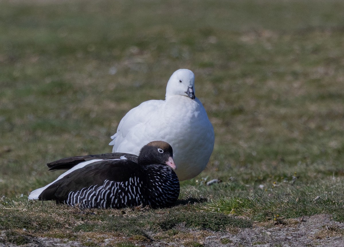 Kelp Goose - ML646034768