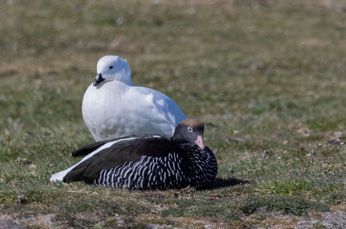 Kelp Goose - ML646034769