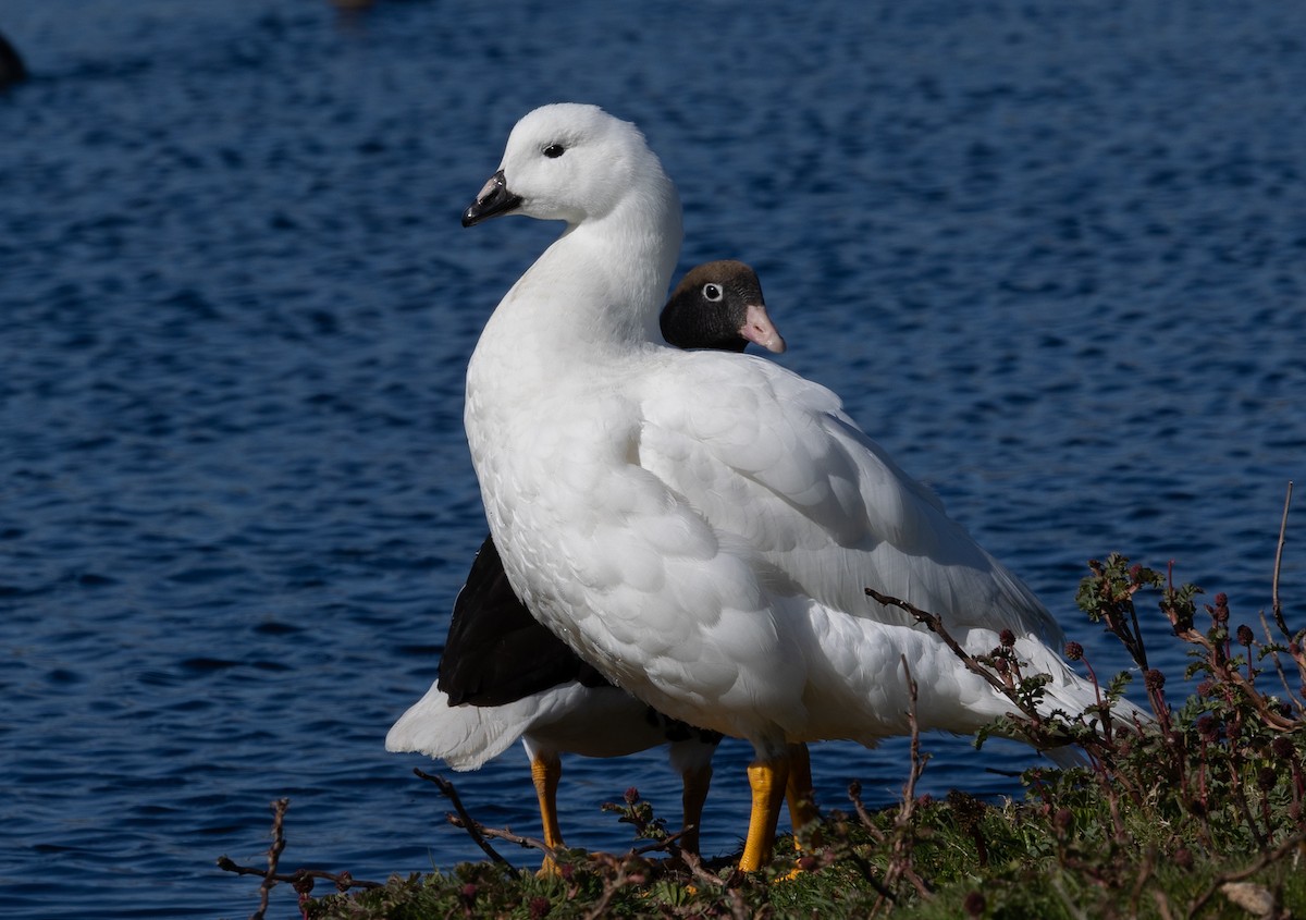 Kelp Goose - ML646034770