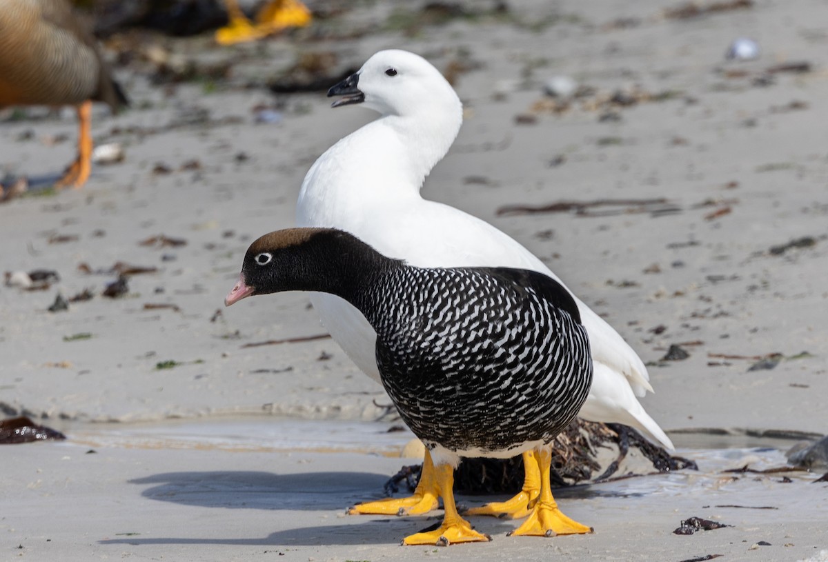 Kelp Goose - ML646034771