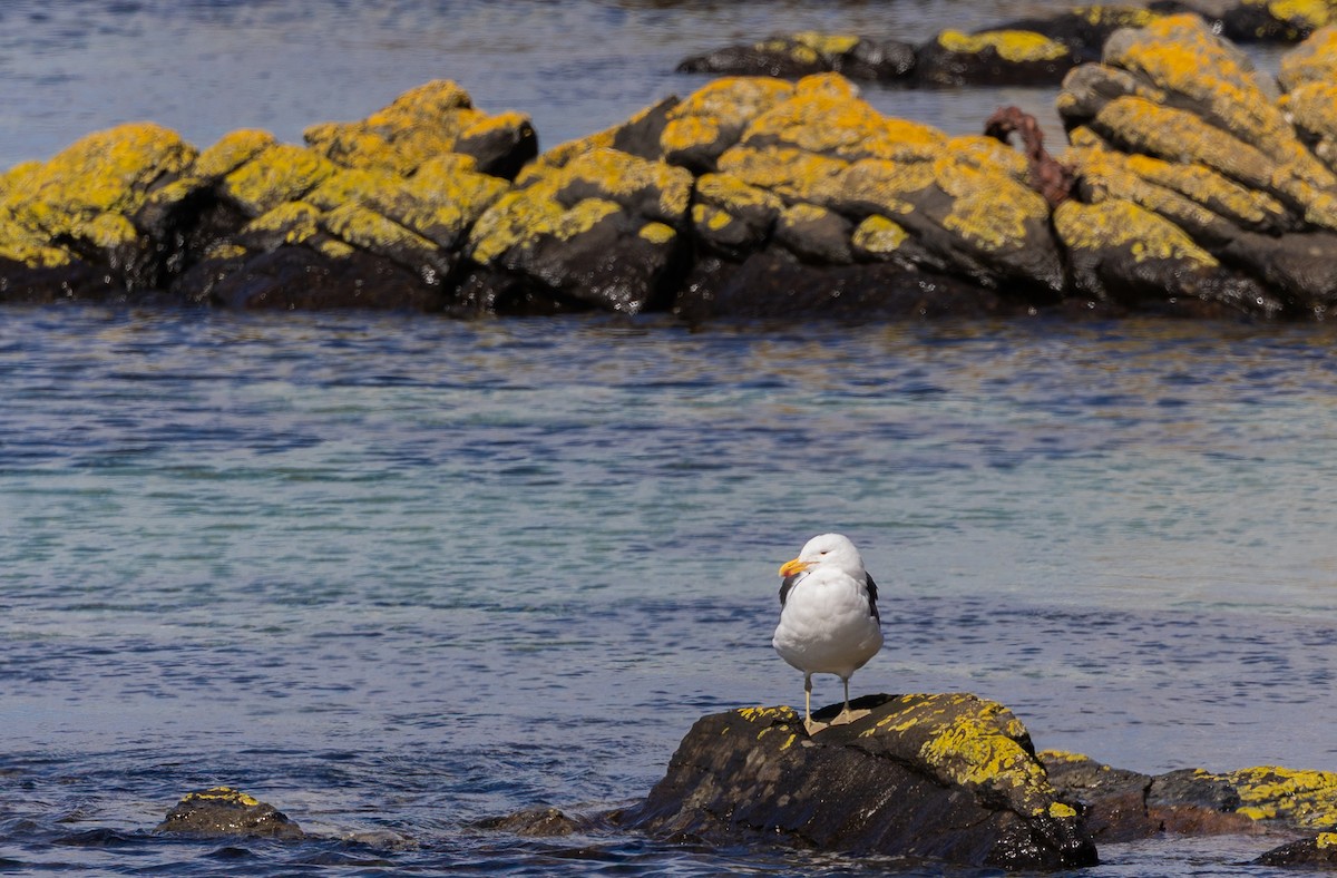 Kelp Gull - ML646034772