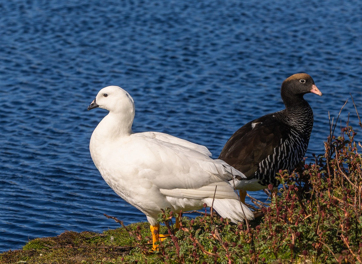 Kelp Goose - ML646034773