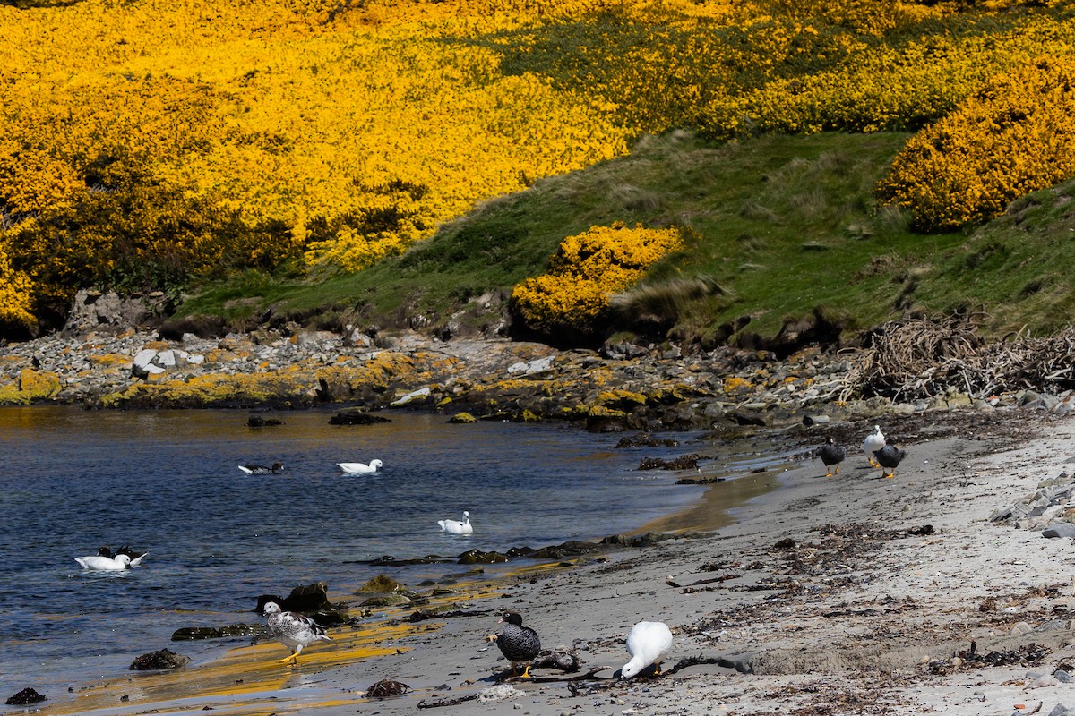 Kelp Goose - ML646034774