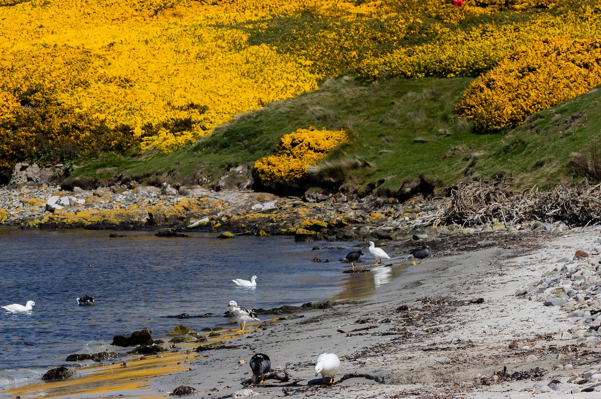 Kelp Goose - ML646034775