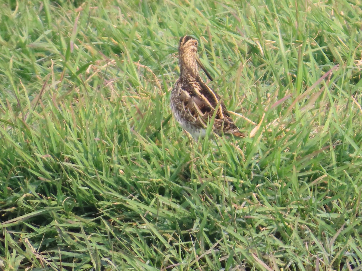 Common Snipe - ML646034776