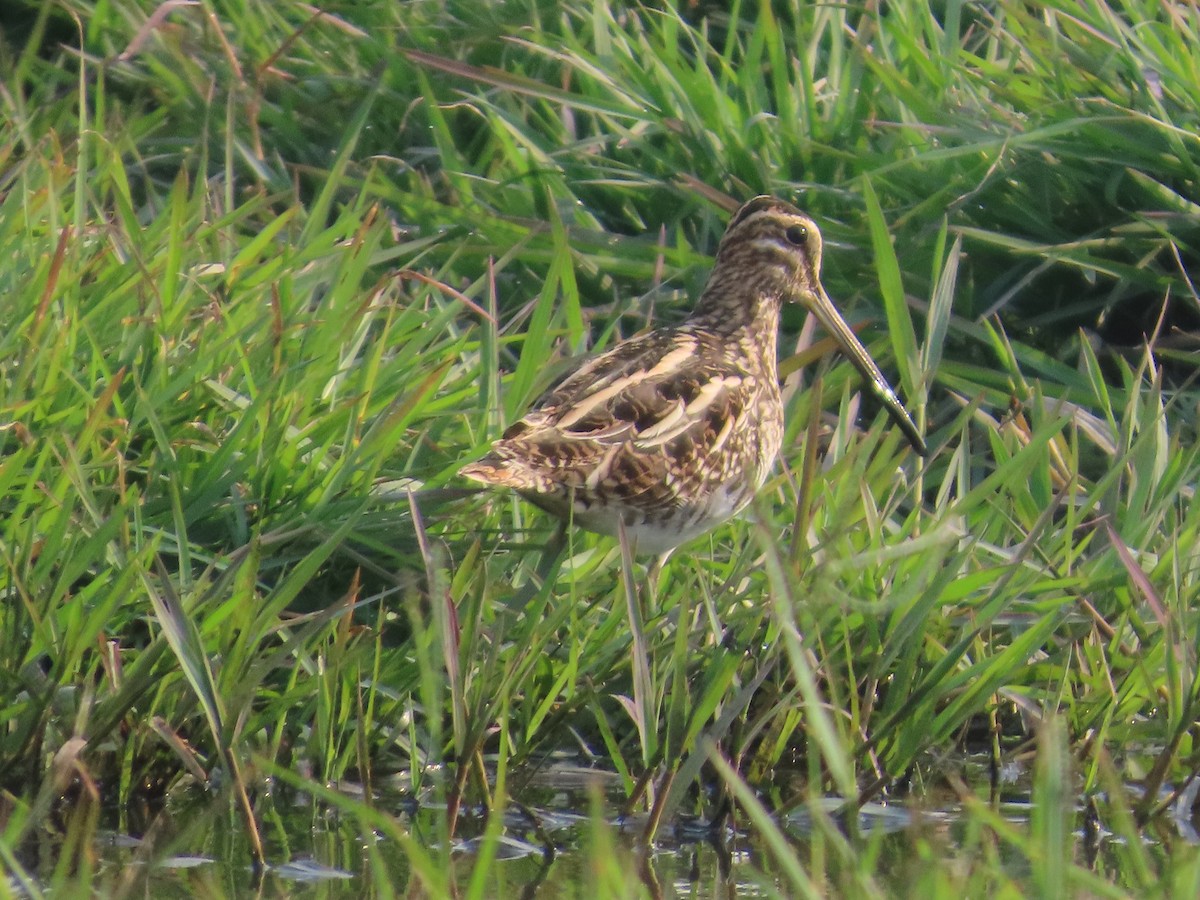 Common Snipe - ML646034777