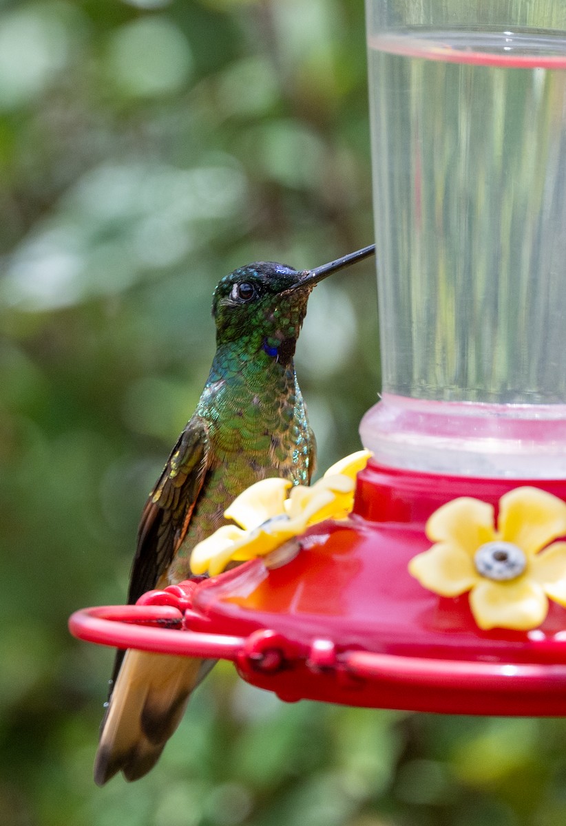 Violet-throated Starfrontlet - ML646034778