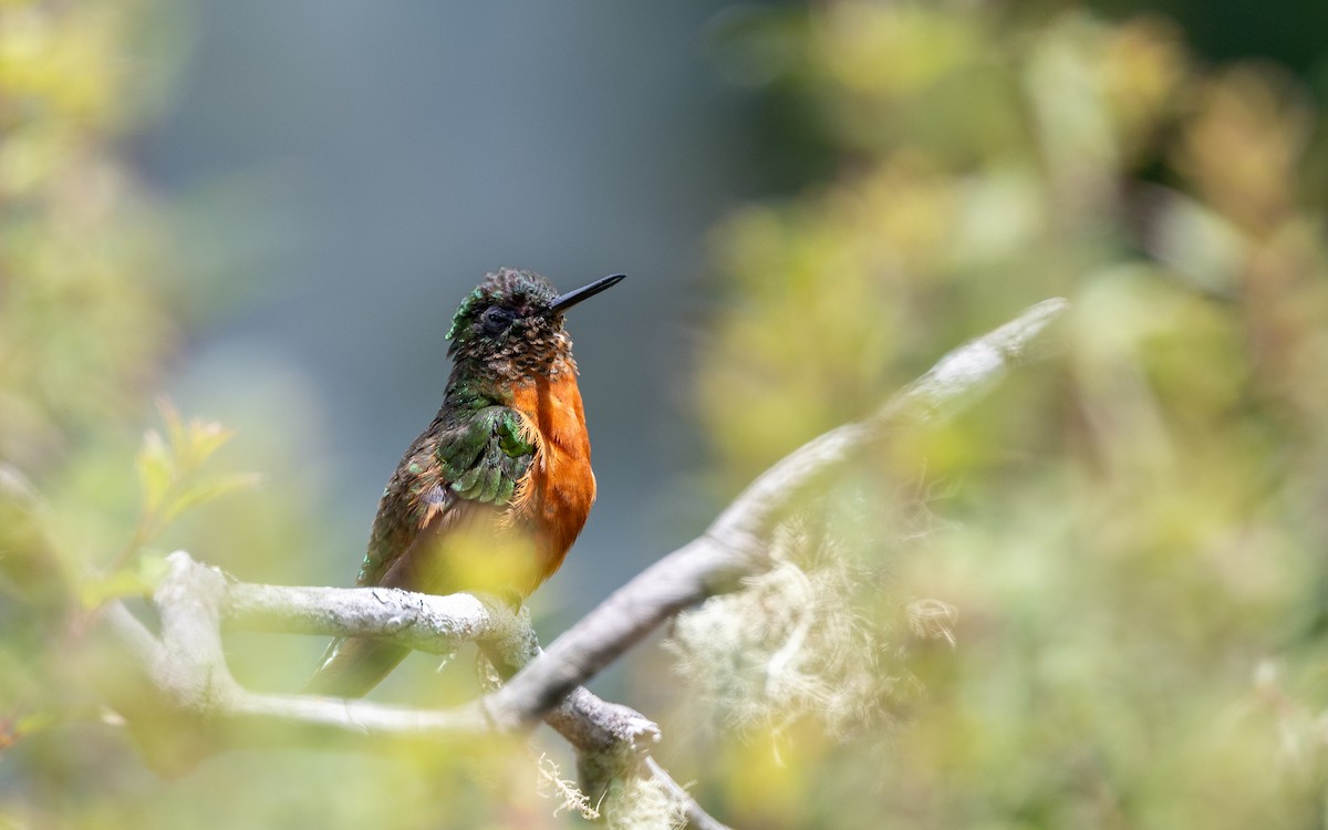Chestnut-breasted Coronet - ML646034779