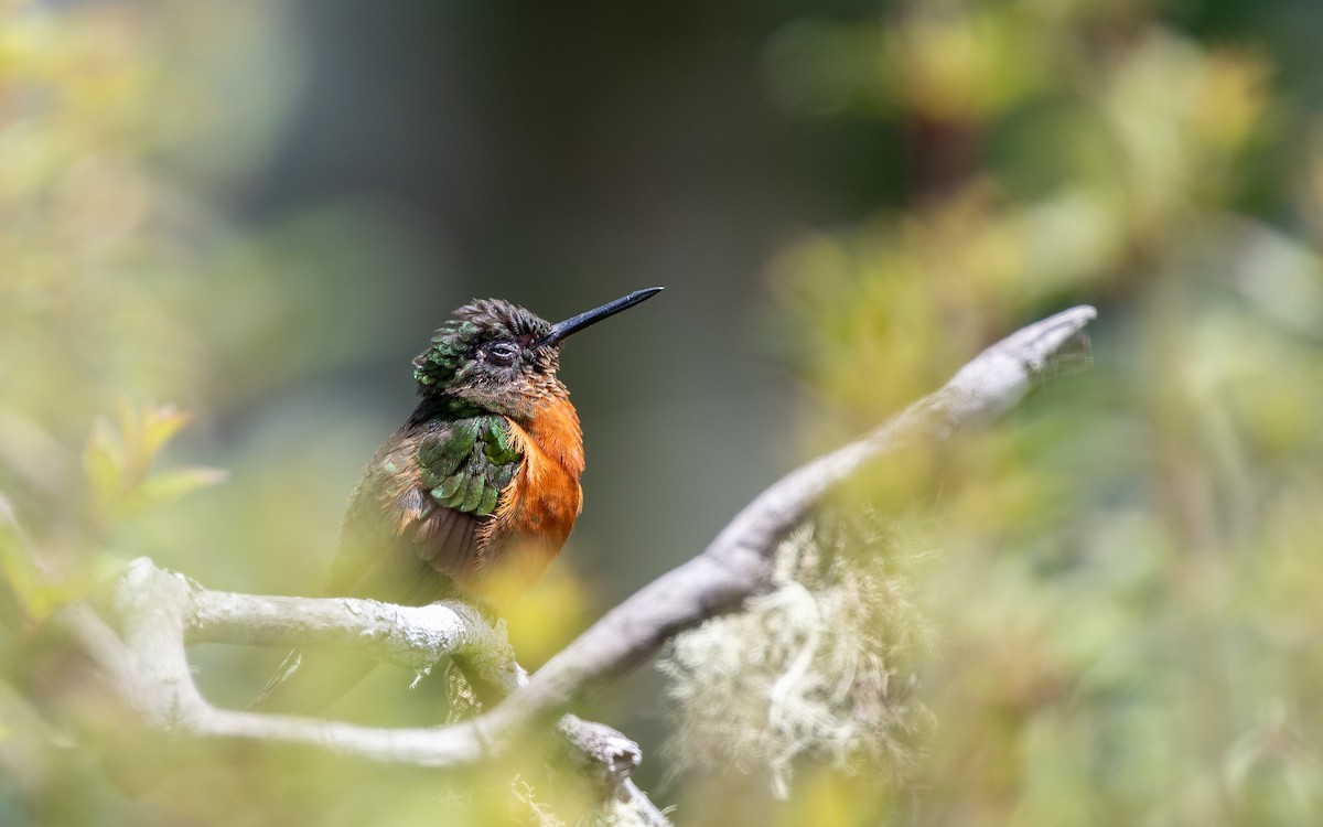 Chestnut-breasted Coronet - ML646034780