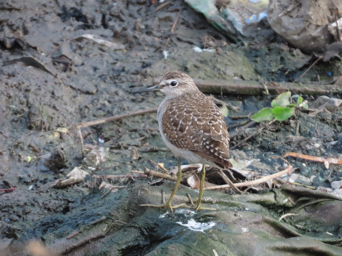 Wood Sandpiper - ML646034781