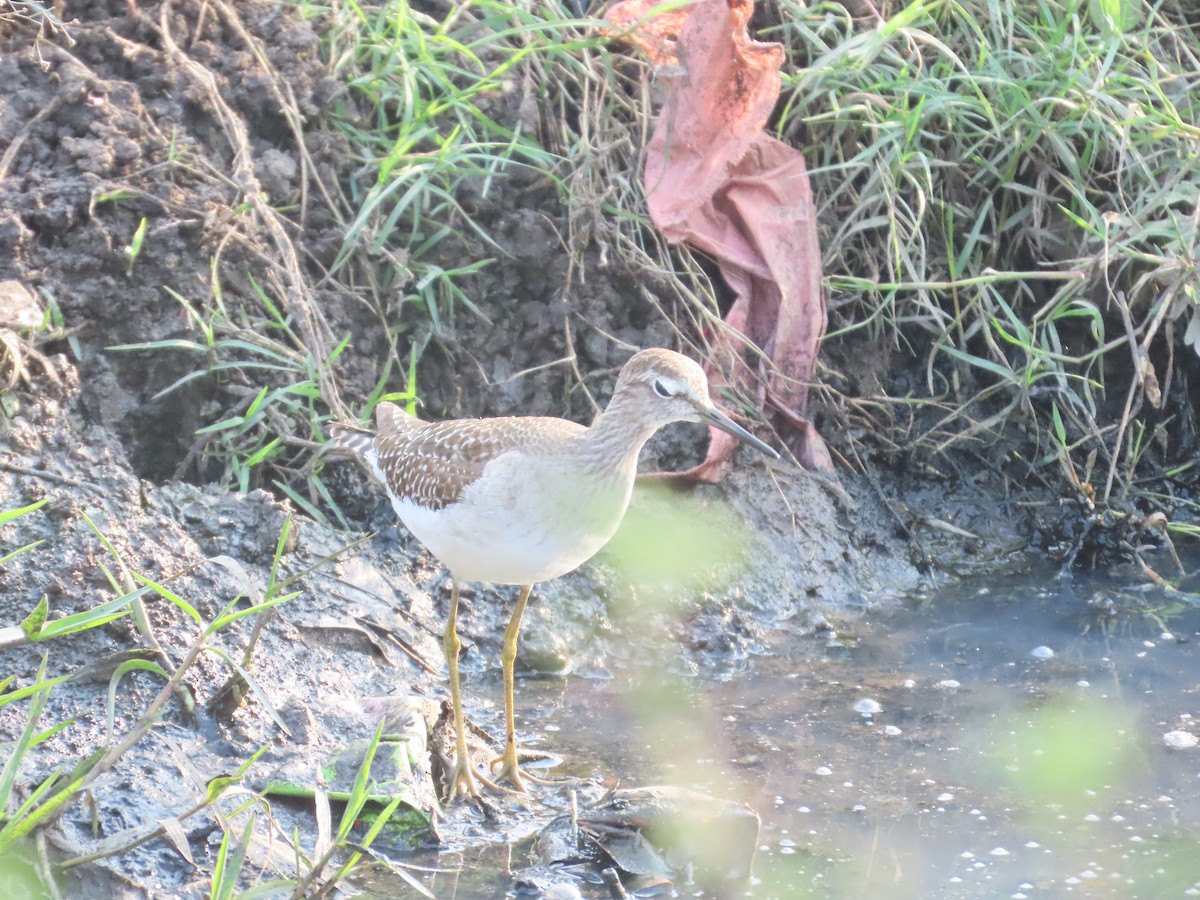 Wood Sandpiper - ML646034782