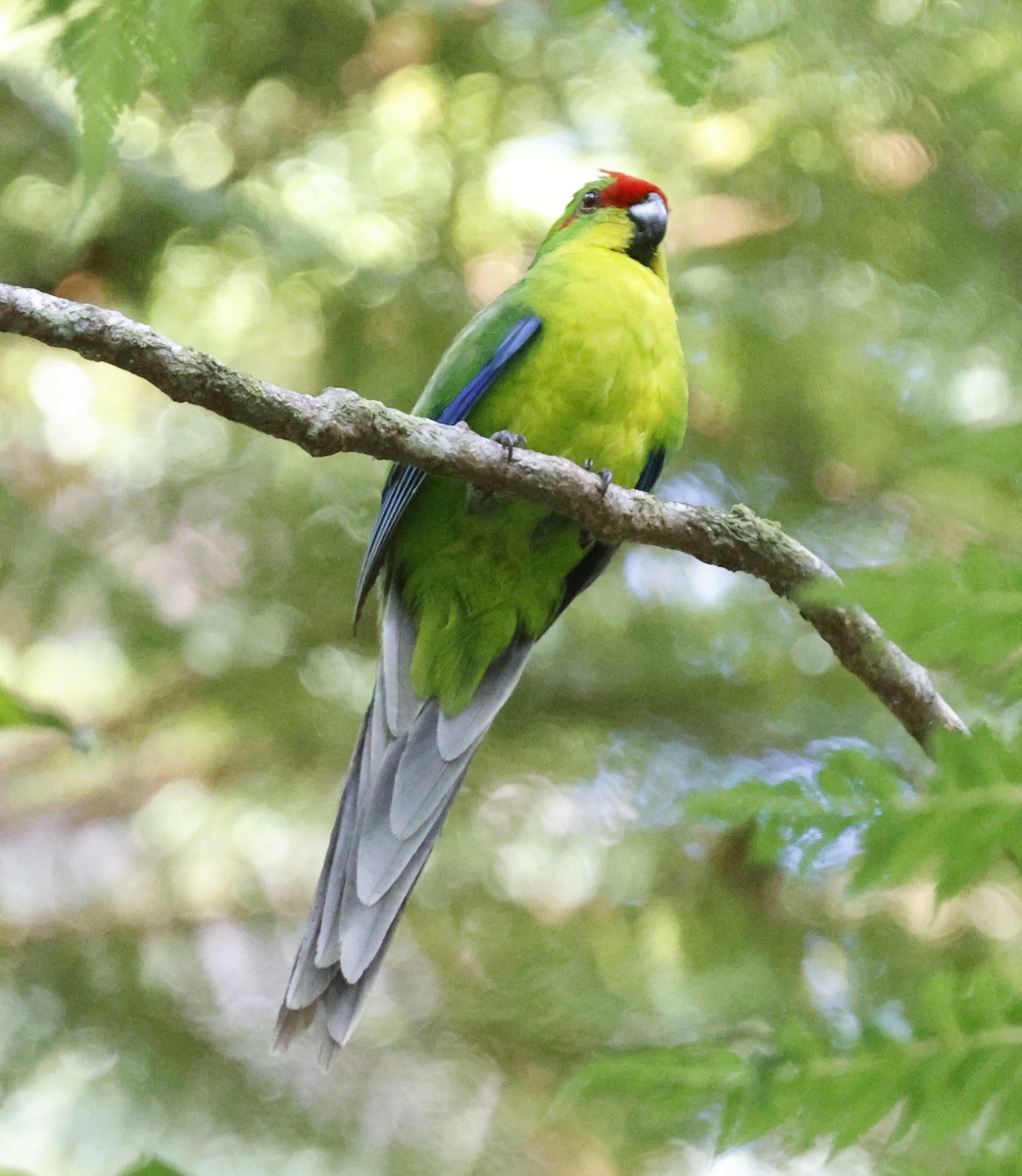 New Caledonian Parakeet - ML646034784