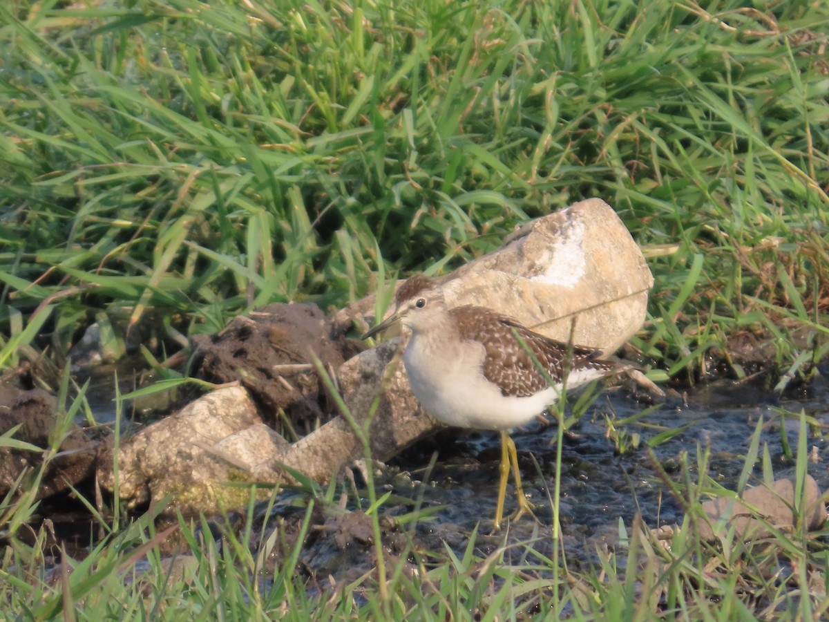 Wood Sandpiper - ML646034785