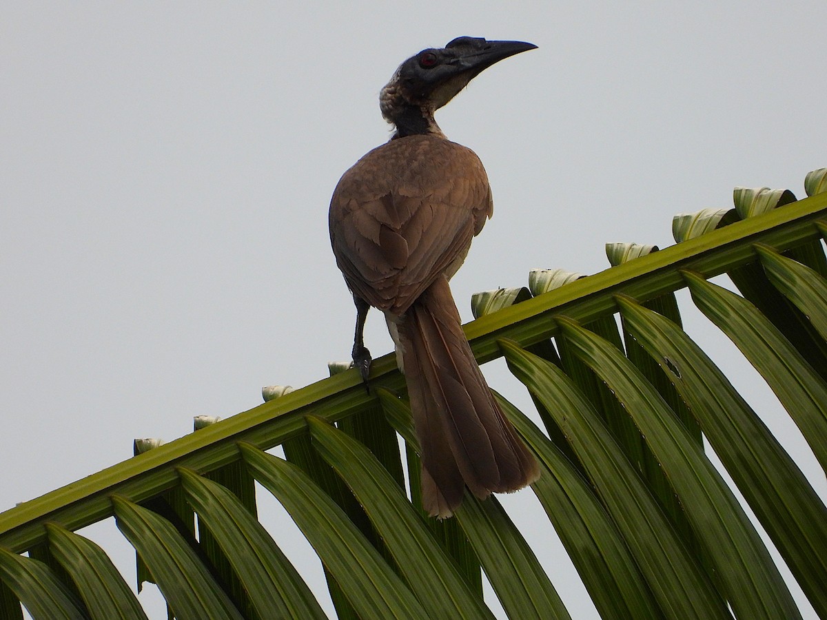 Helmlederkopf - ML646034788