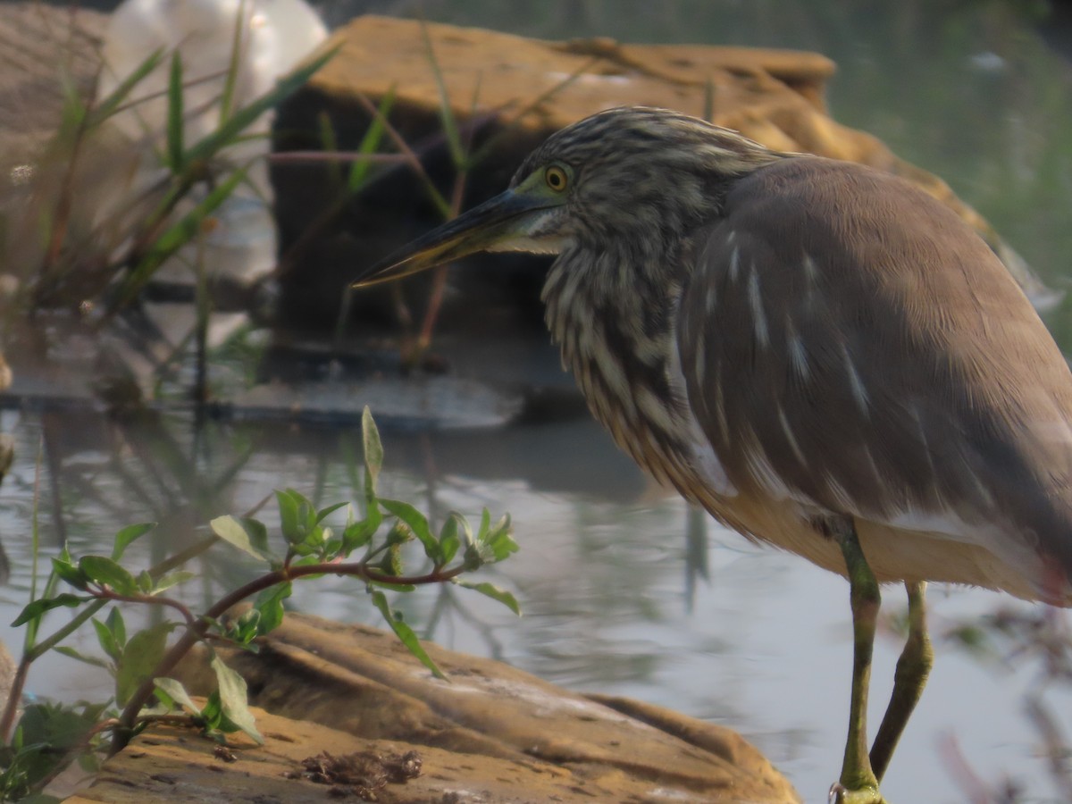 Indian Pond-Heron - ML646034790