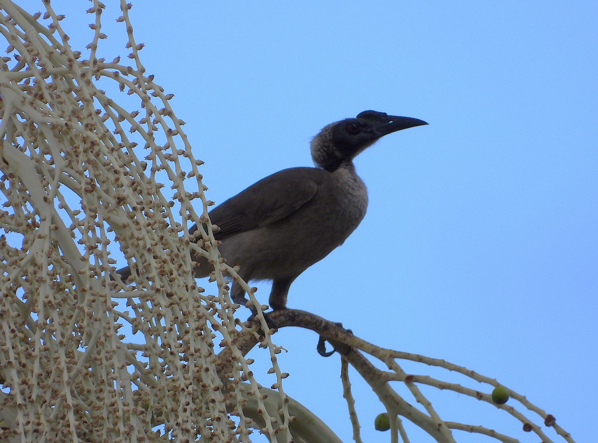 Helmlederkopf - ML646034791