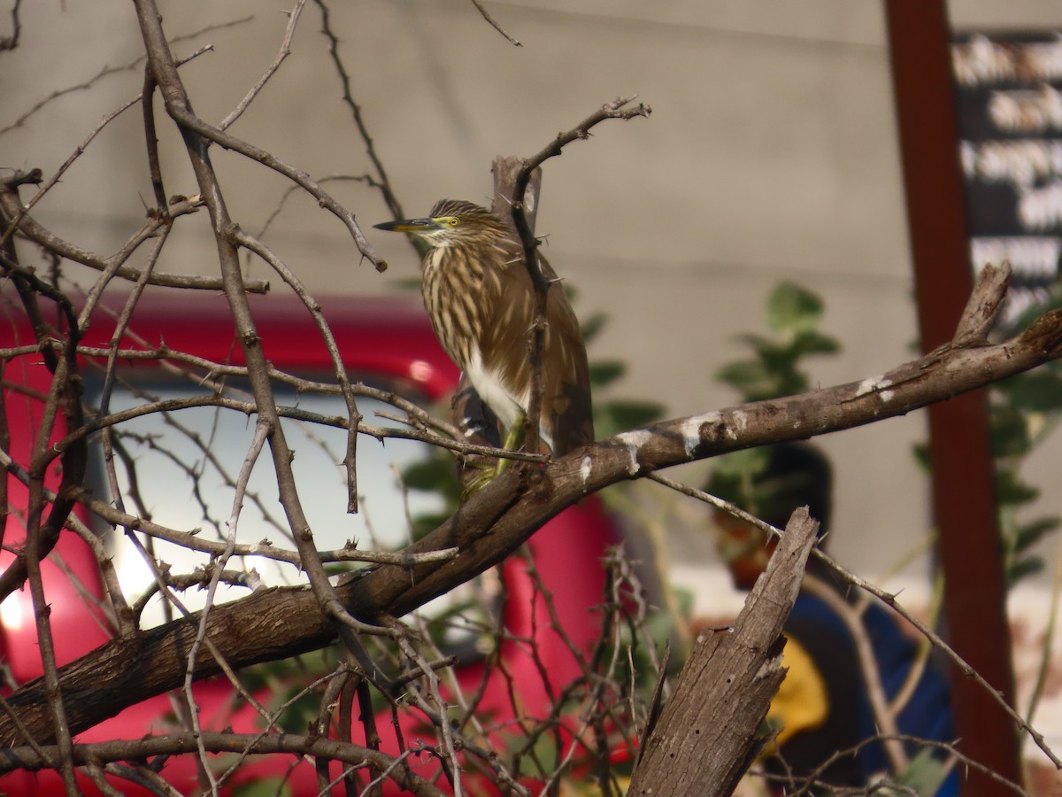Indian Pond-Heron - ML646034792