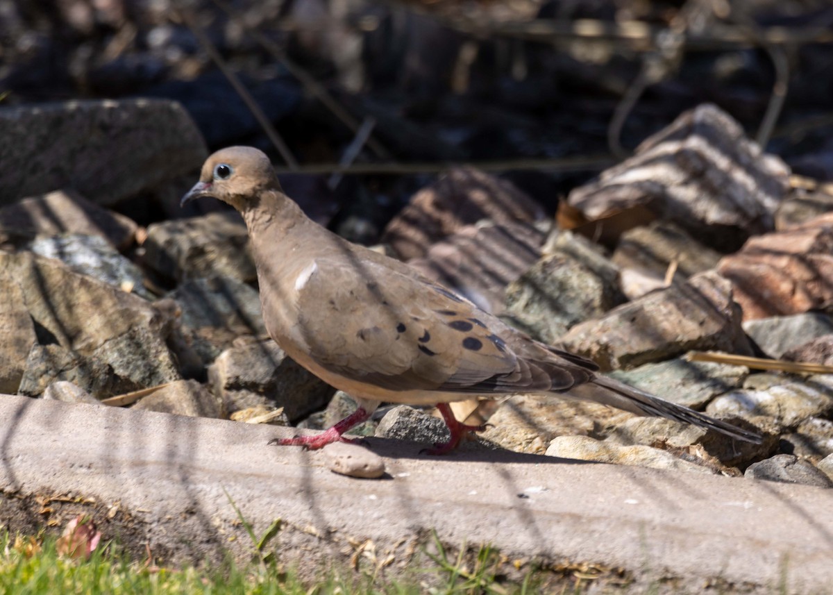 Mourning Dove - ML646034793