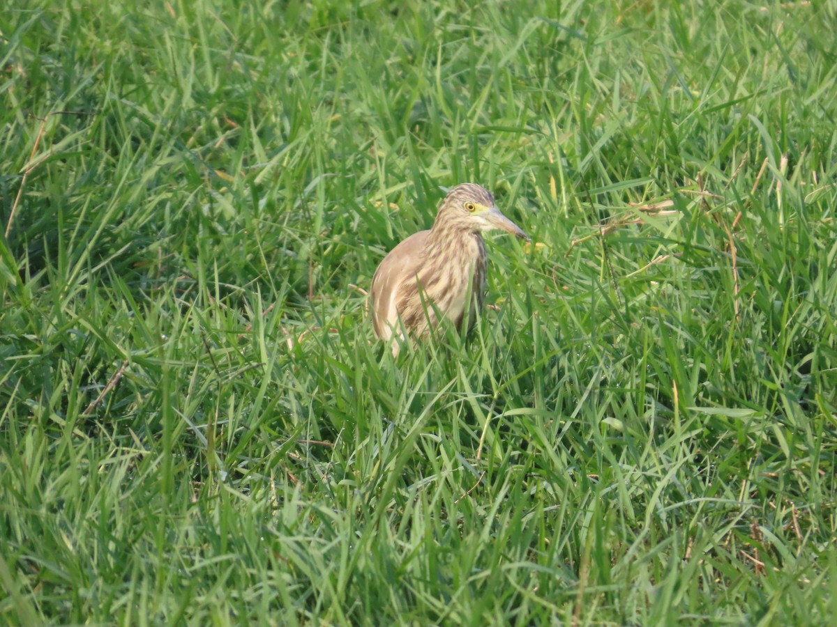 Indian Pond-Heron - ML646034794