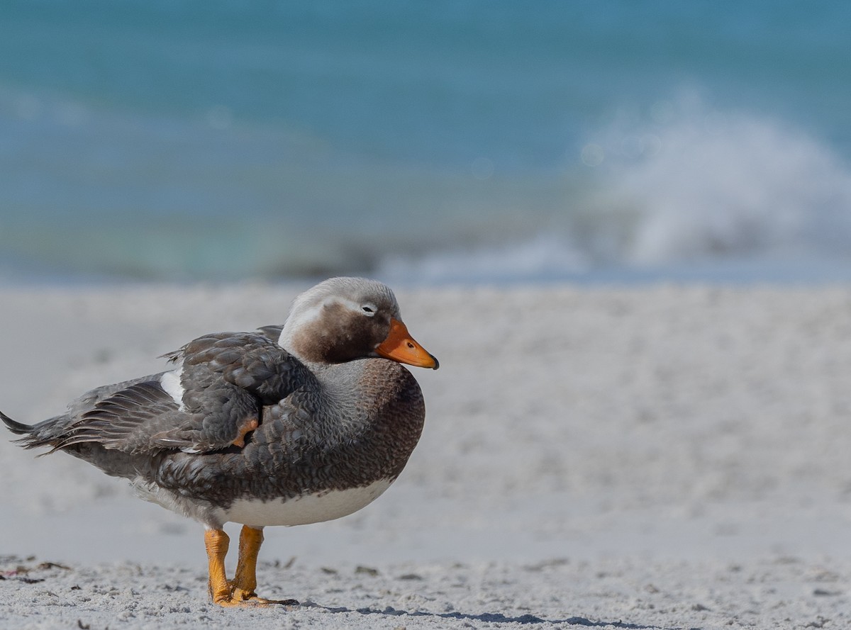 Falkland Steamer-Duck - ML646034795