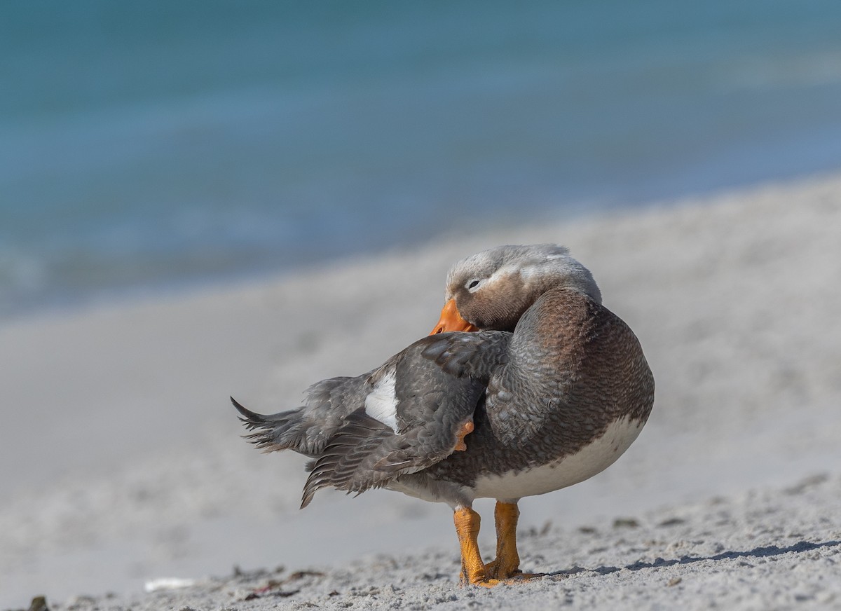 Falkland Steamer-Duck - ML646034796