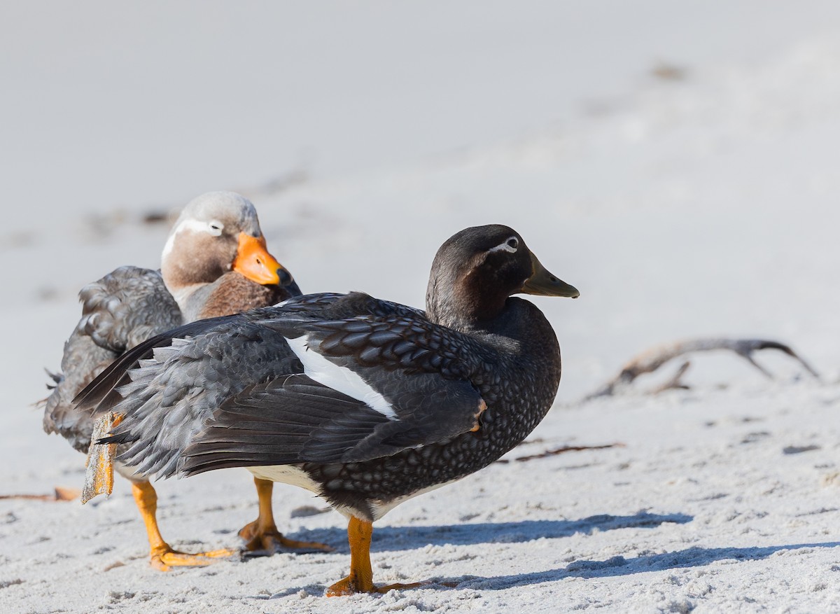 Falkland Steamer-Duck - ML646034797