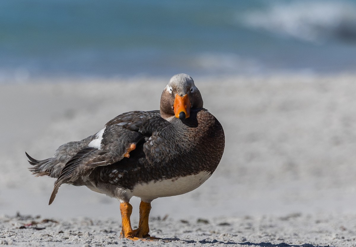 Falkland Steamer-Duck - ML646034798
