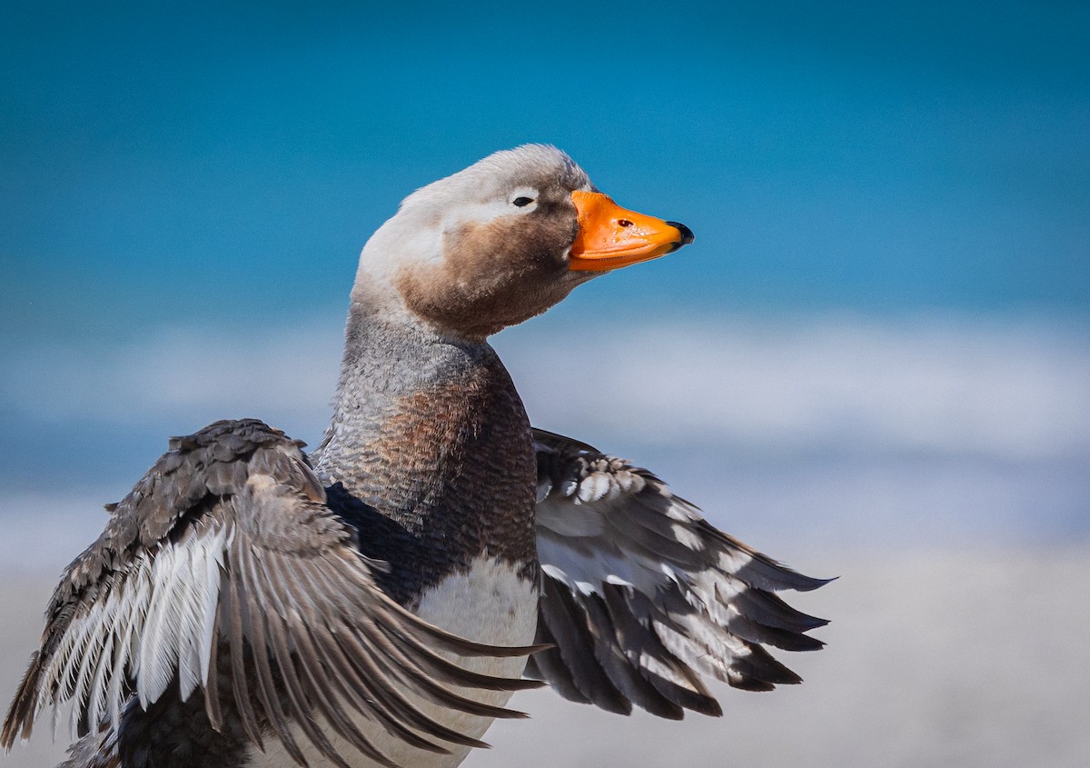 Falkland Steamer-Duck - ML646034799