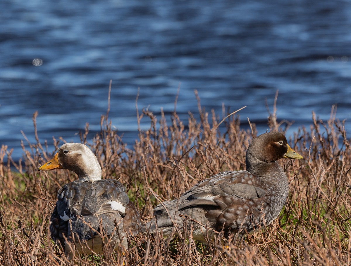 Falkland Steamer-Duck - ML646034800