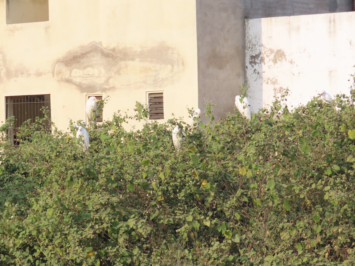 אנפית בקר מזרחית - ML646034803