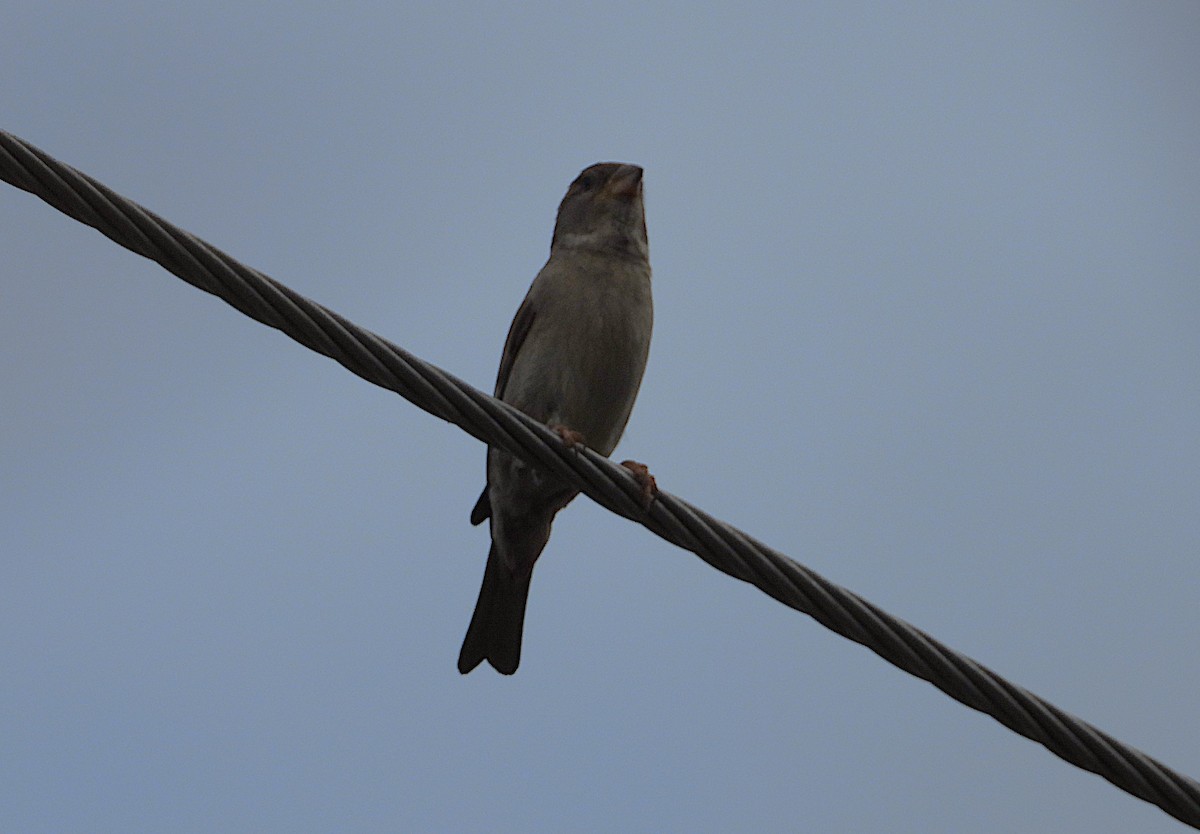 דרור הבית - ML646034806