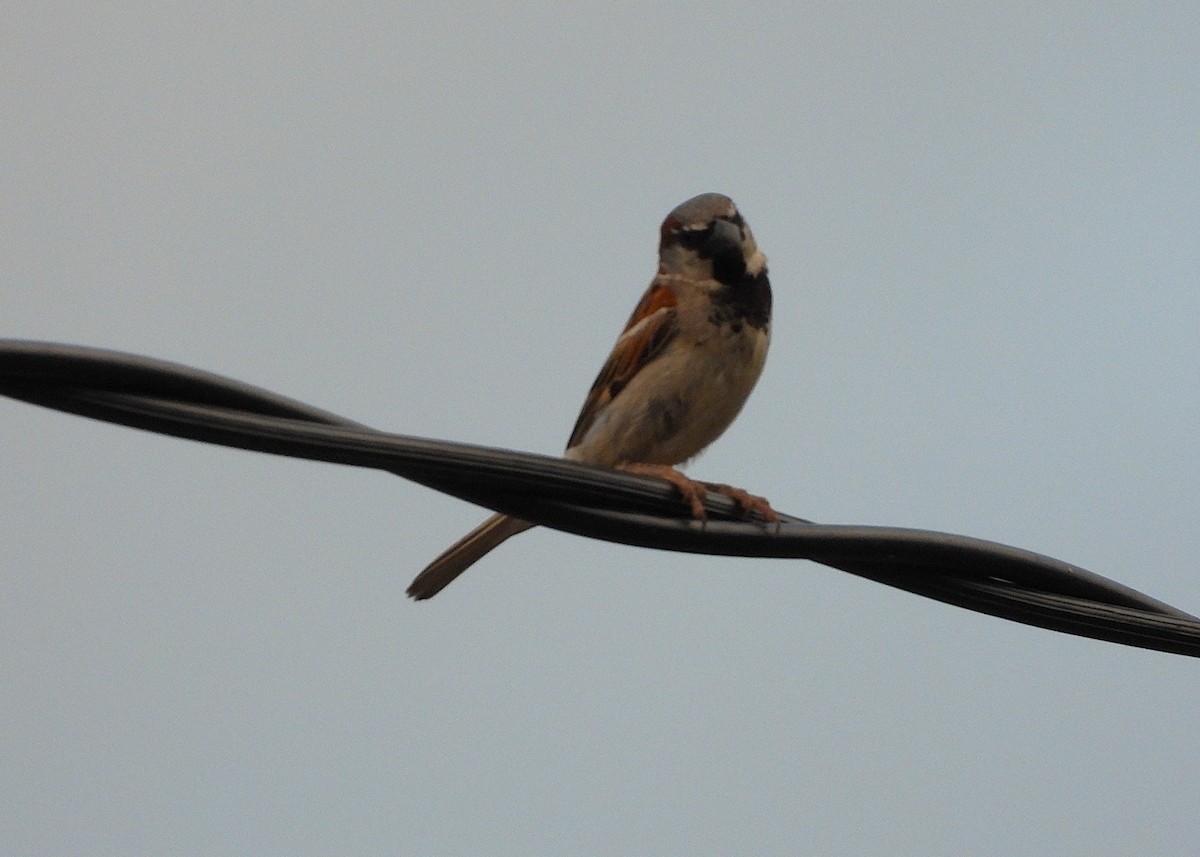 דרור הבית - ML646034807