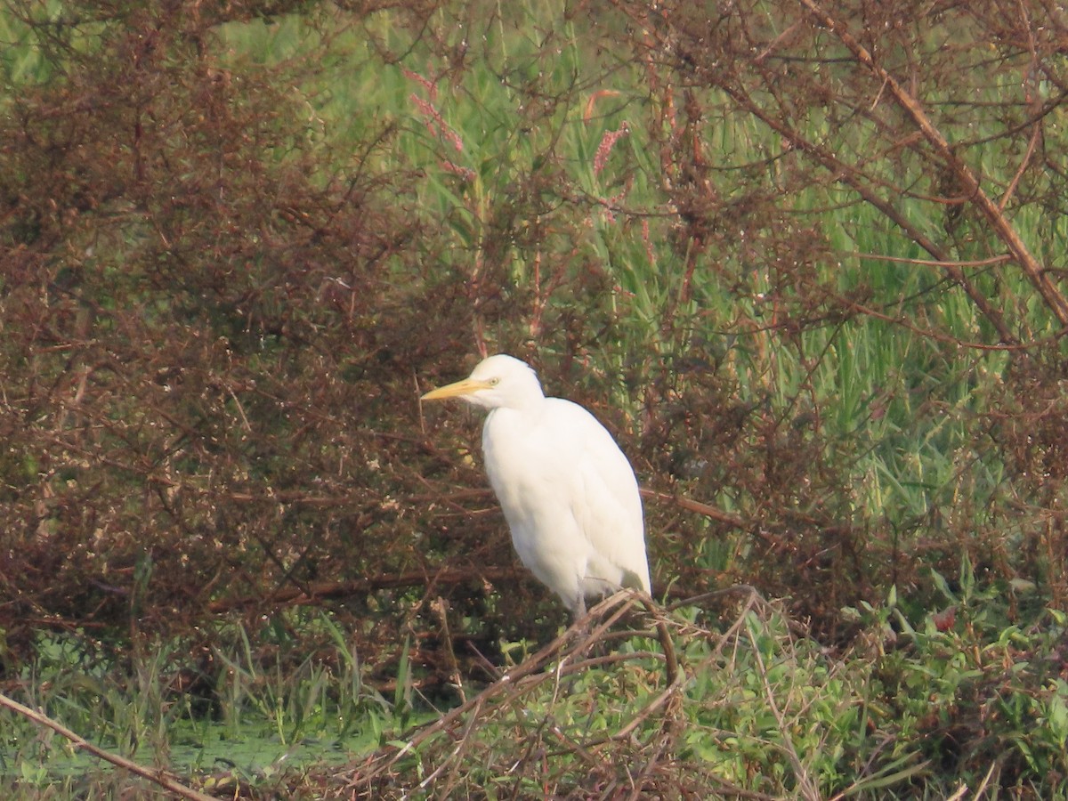 אנפית בקר מזרחית - ML646034808