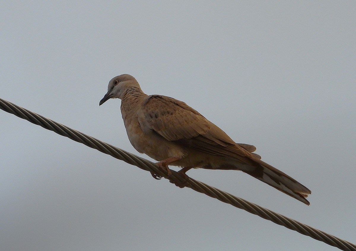 תור נקוד - ML646034809