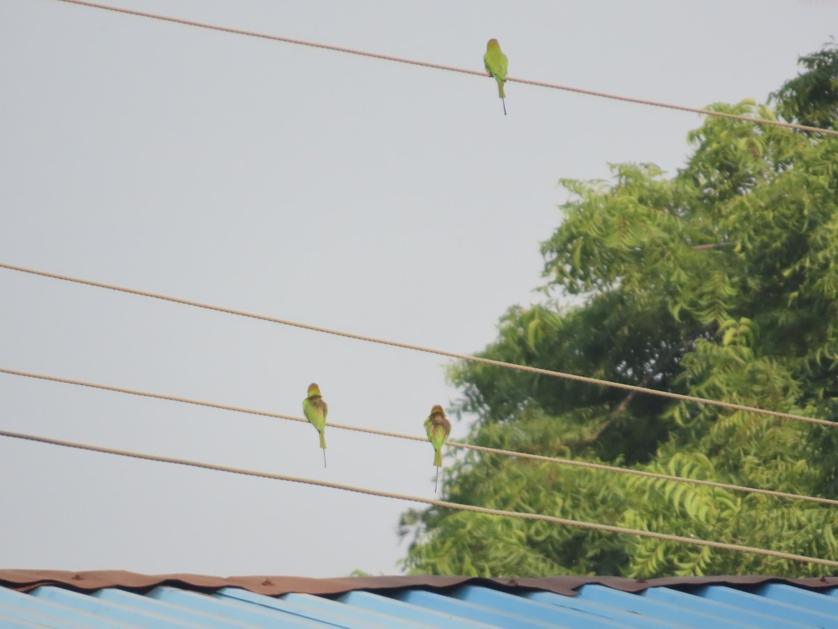 שרקרק חום כיפה - ML646034814