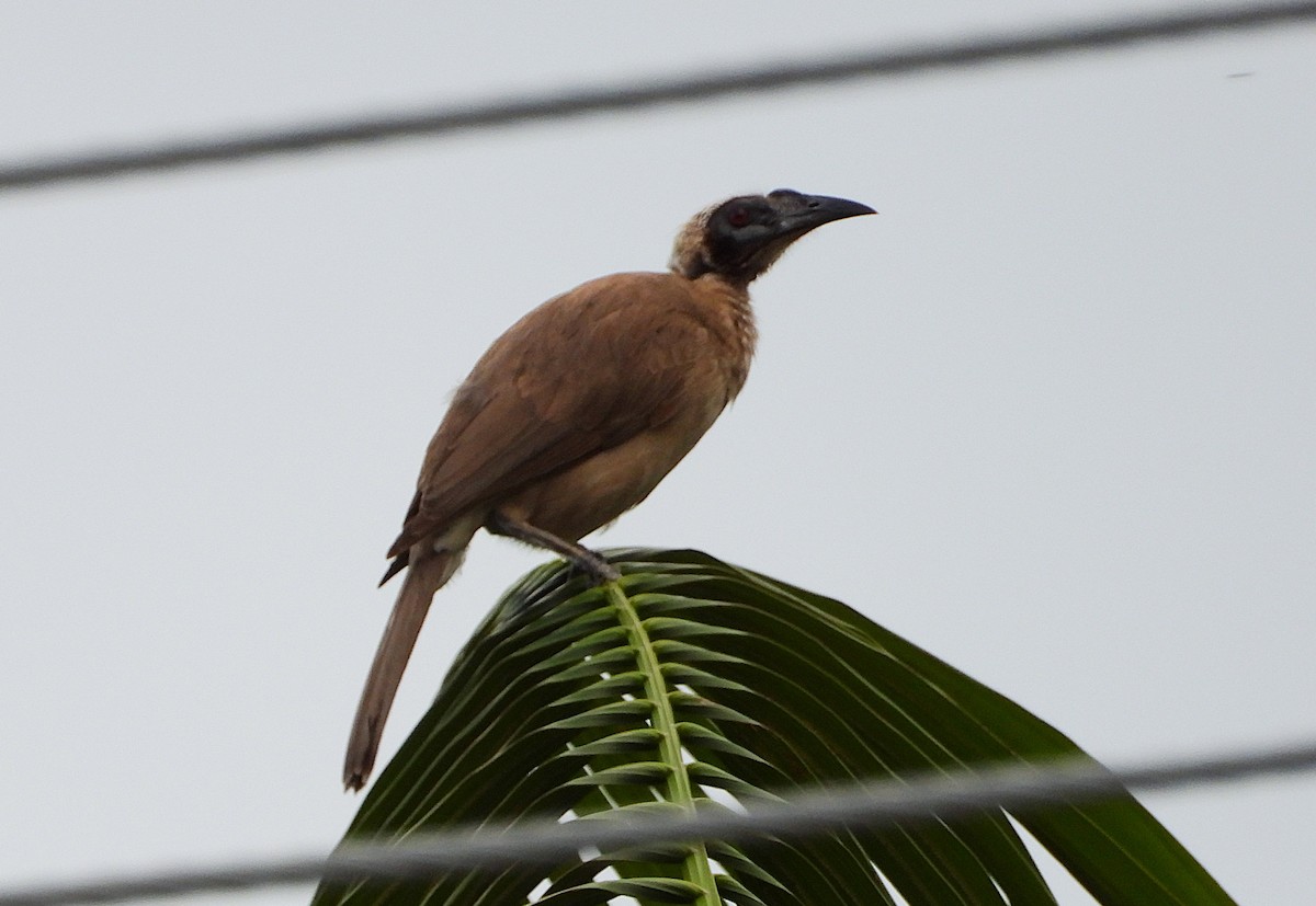Helmeted Friarbird - ML646034815