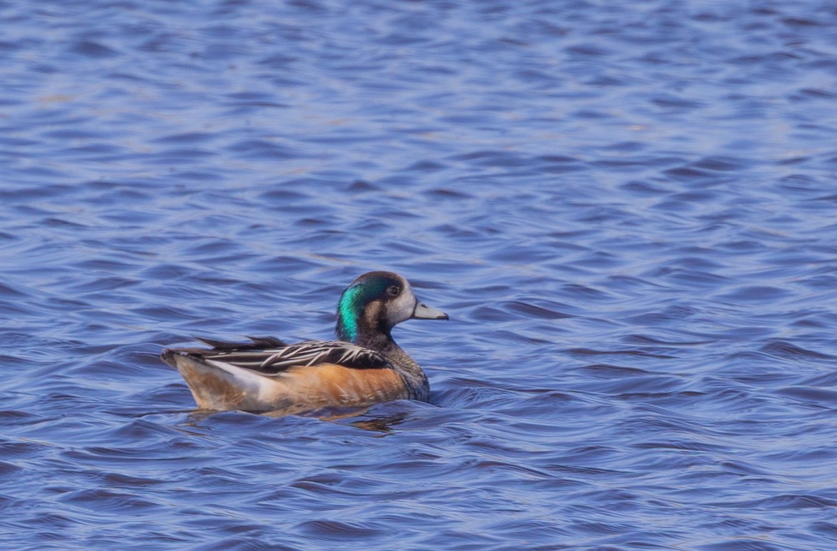 Chiloe Wigeon - ML646034816