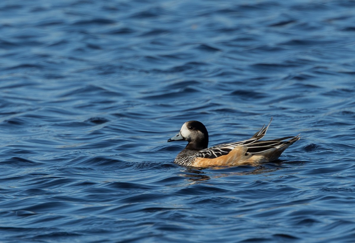 Chiloe Wigeon - ML646034817