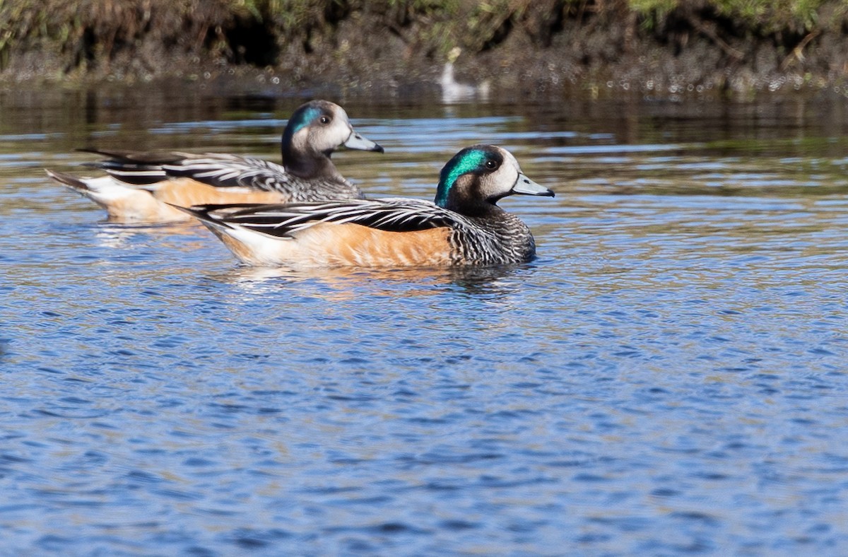 Chiloe Wigeon - ML646034818