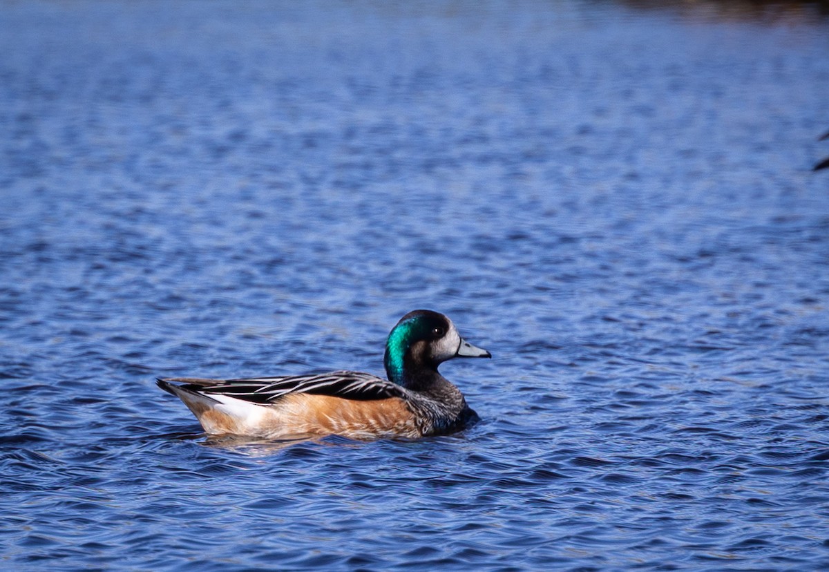 Chiloe Wigeon - ML646034819