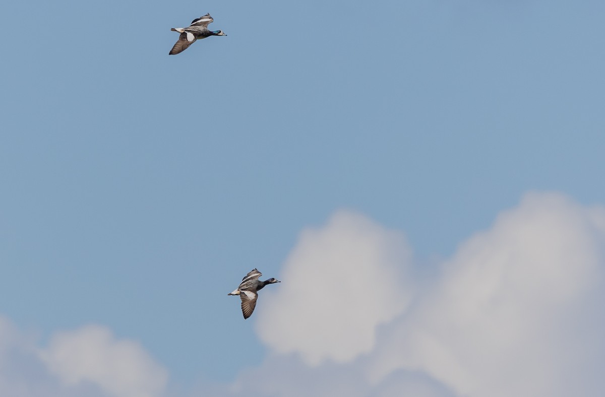 Chiloe Wigeon - ML646034820