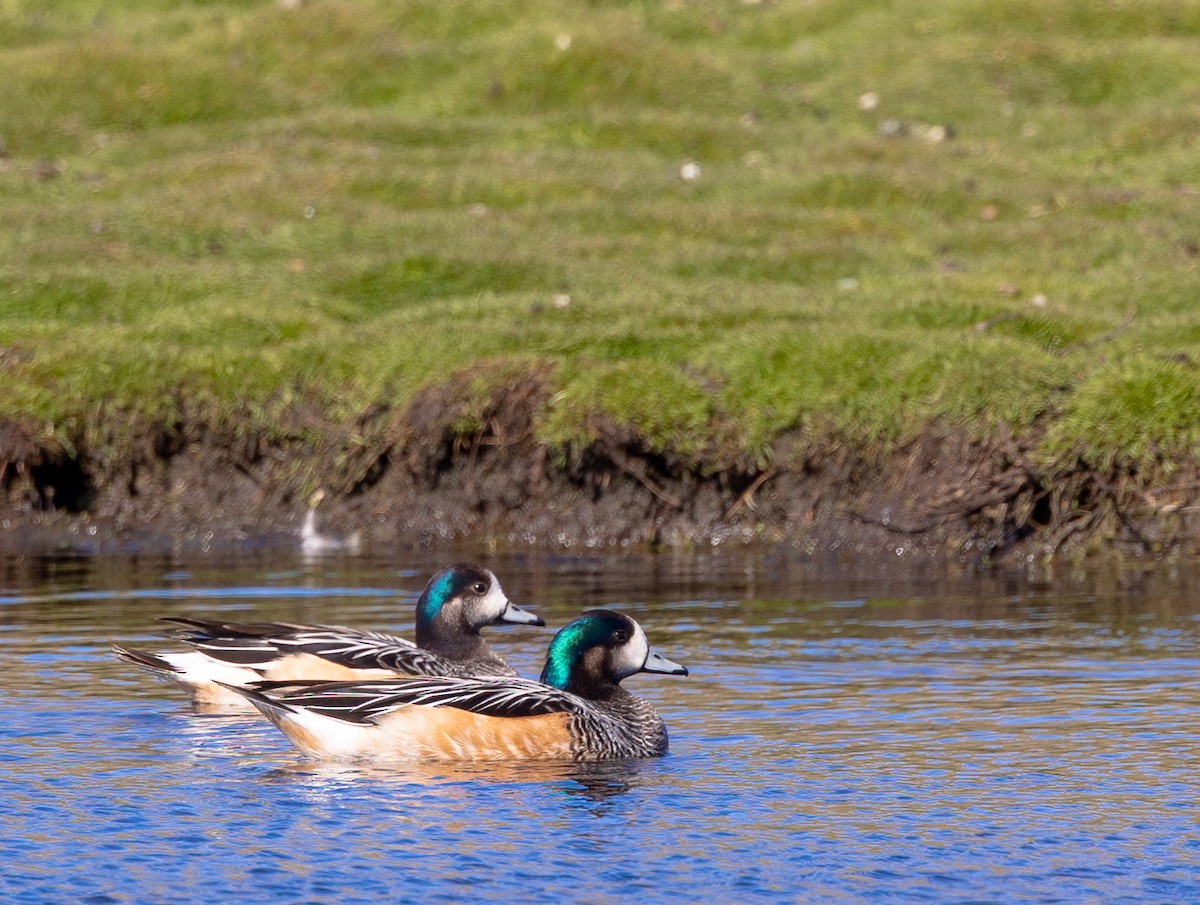 Chiloe Wigeon - ML646034821