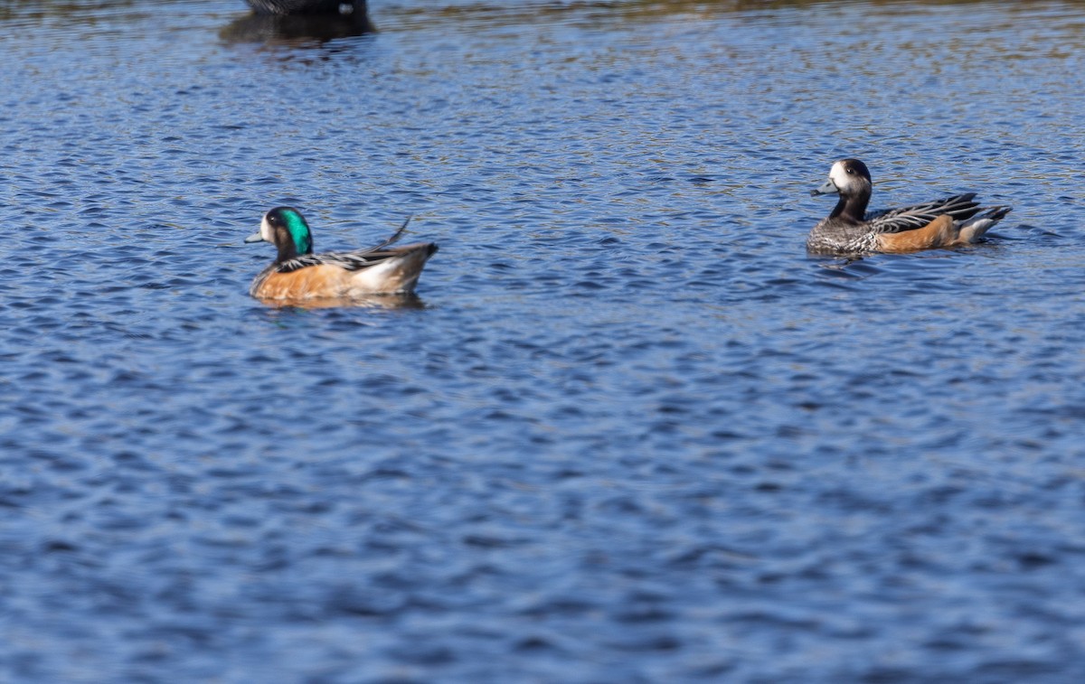 Chiloe Wigeon - ML646034822