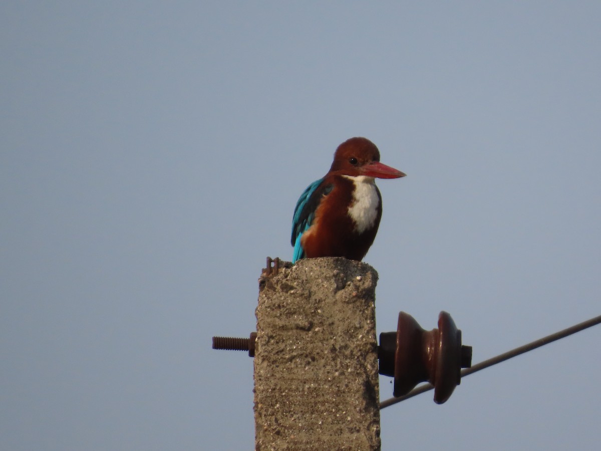 שלדג לבן-חזה - ML646034824