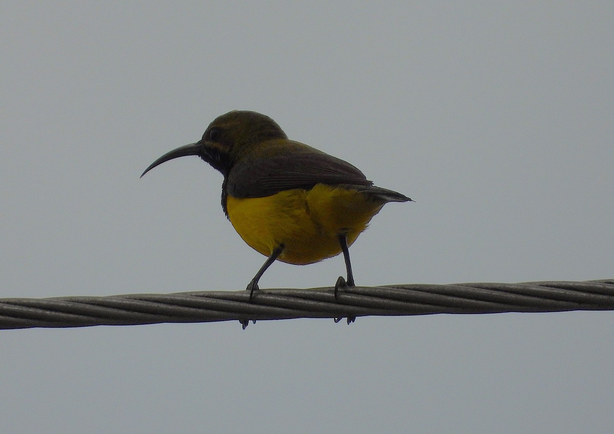 Sahul Sunbird - ML646034826