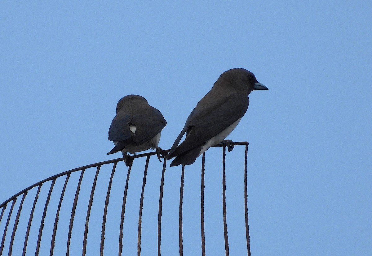 White-breasted Woodswallow - ML646034827