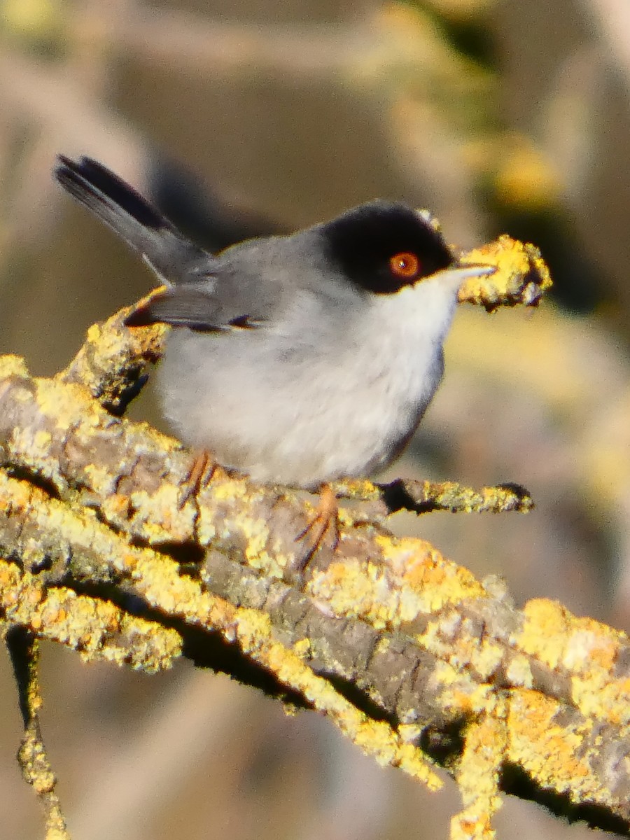 סבכי שחור-ראש - ML646034828