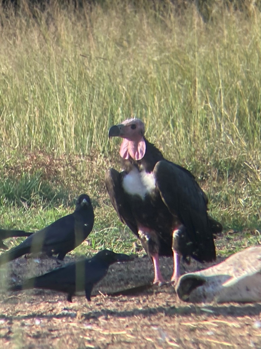 Red-headed Vulture - ML646034829