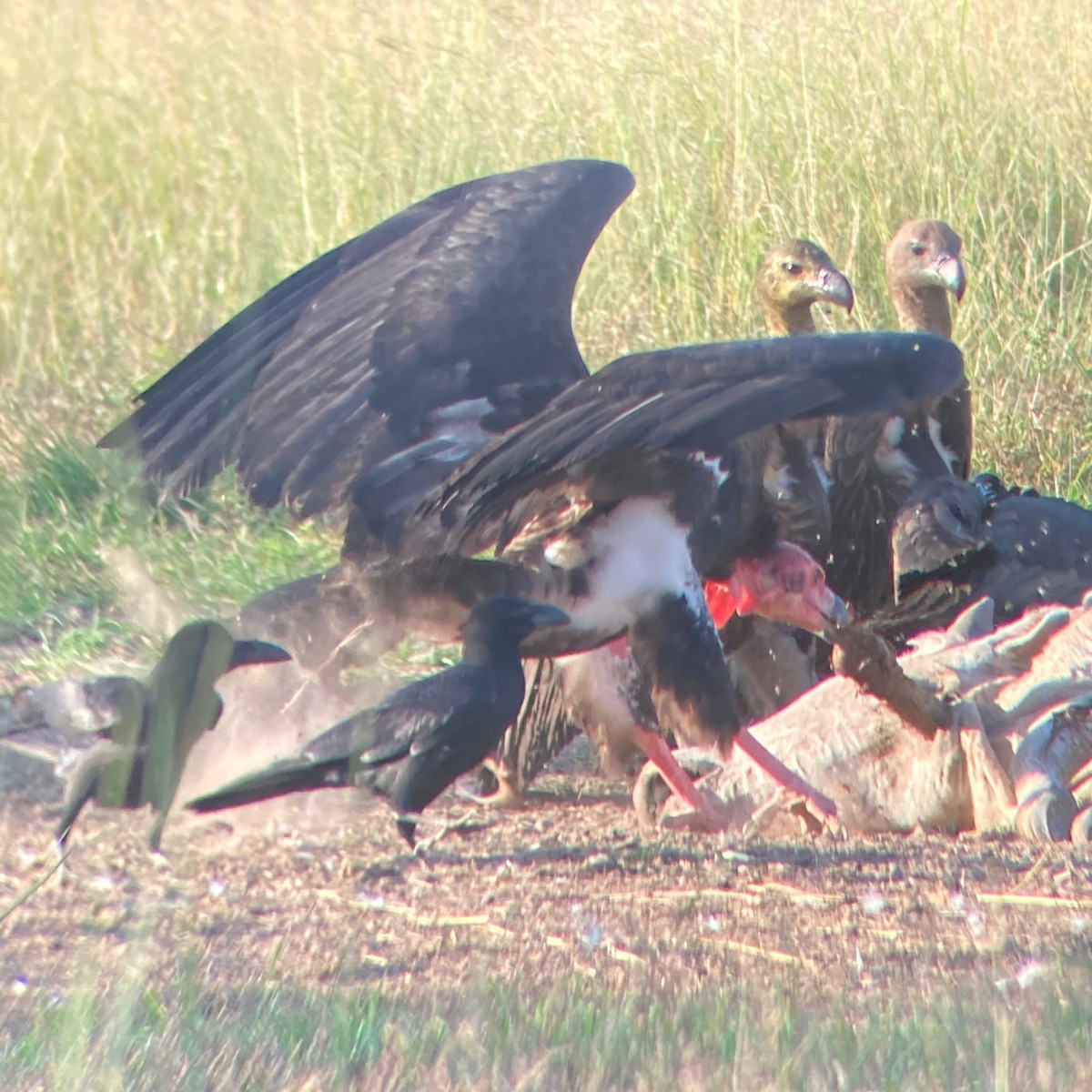Red-headed Vulture - ML646034831