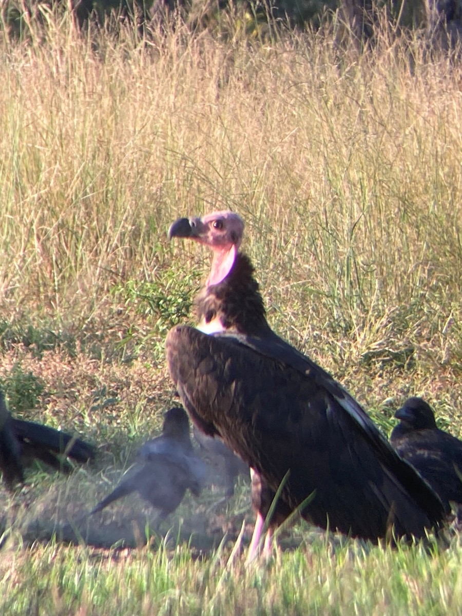 Red-headed Vulture - ML646034832